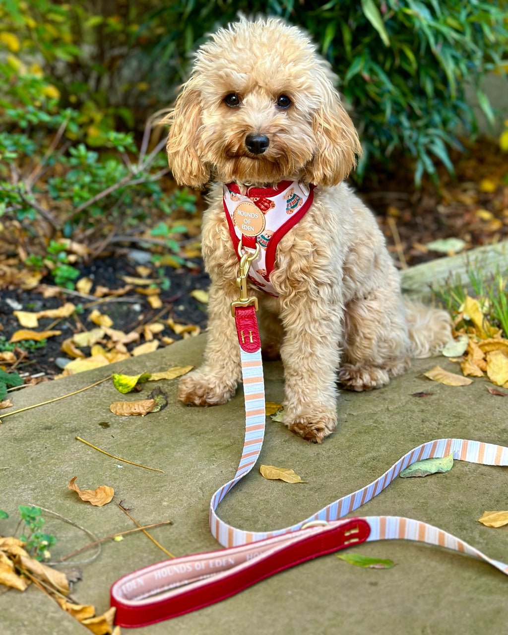Harrold + Hattie Bears Dog Collar + Tag Holder