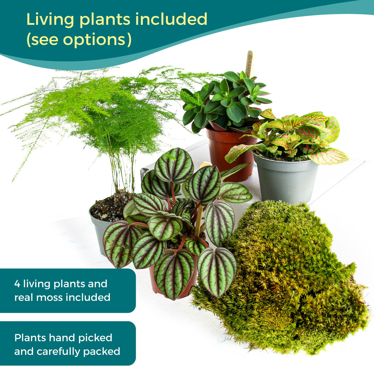 Large Closed Terrarium Starter Kit with 4 Plants - The Art of Succulents