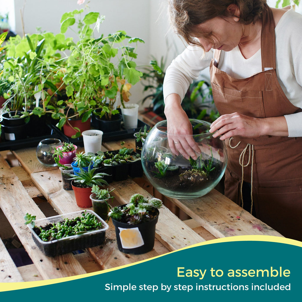 Large Closed Terrarium Starter Kit with 4 Plants - The Art of Succulents