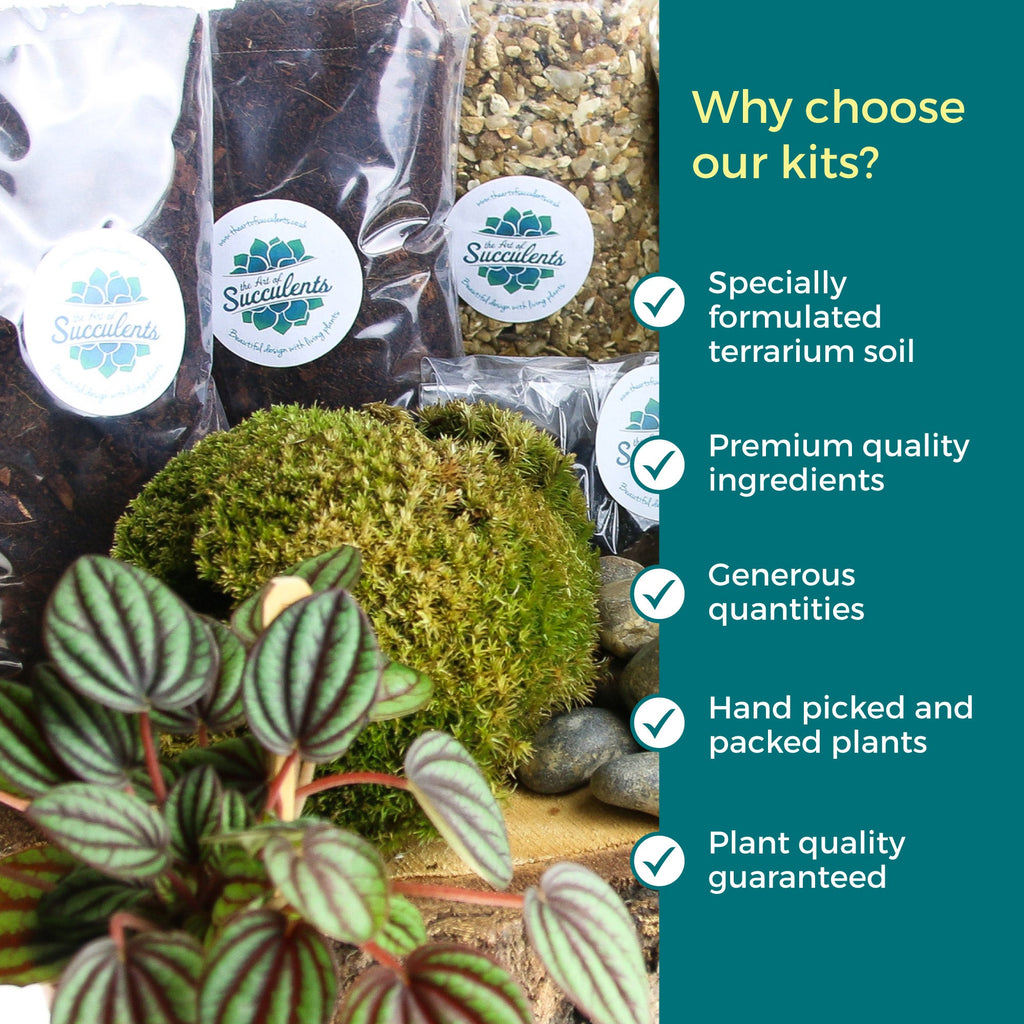 Large Closed Terrarium Starter Kit with 4 Plants - The Art of Succulents
