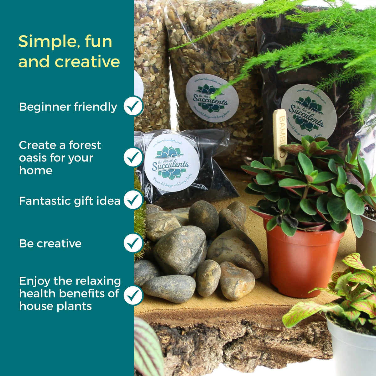 Large Closed Terrarium Starter Kit with 4 Plants - The Art of Succulents