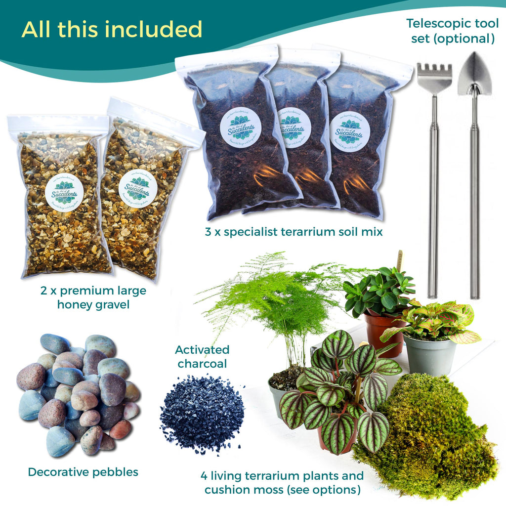 Large Closed Terrarium Starter Kit with 4 Plants - The Art of Succulents