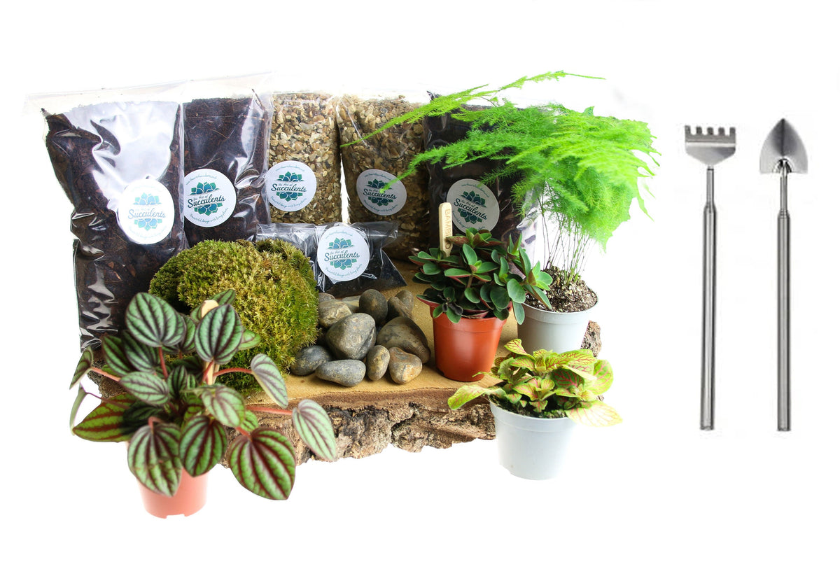 Large Closed Terrarium Starter Kit with 4 Plants - The Art of Succulents