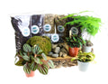 Large Closed Terrarium Starter Kit with 4 Plants - The Art of Succulents