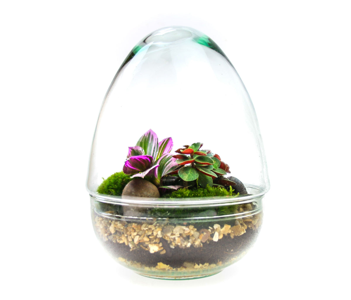 The Egg - All Glass Two Piece Terrarium with Living Plants