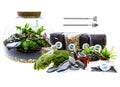 The Dome - Glass Domed Terrarium with Living Plants