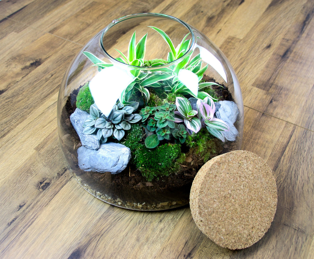 The Dome - Glass Domed Terrarium with Living Plants