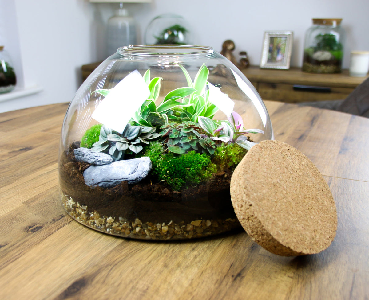 The Dome - Glass Domed Terrarium with Living Plants