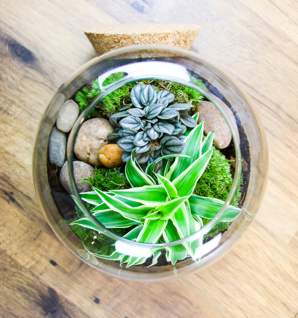 The Nook - Small Curvy Corked Terrarium with Living Plants