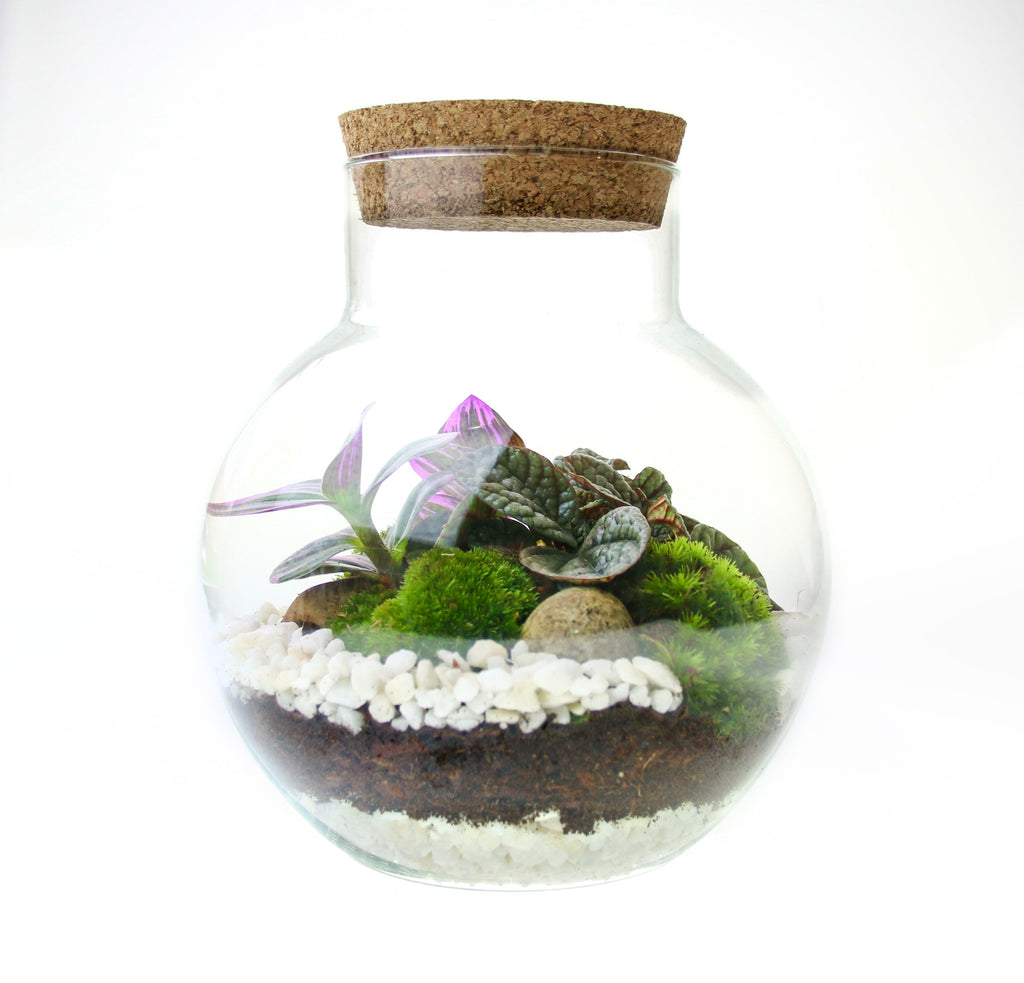 The Nook - Small Curvy Corked Terrarium with Living Plants