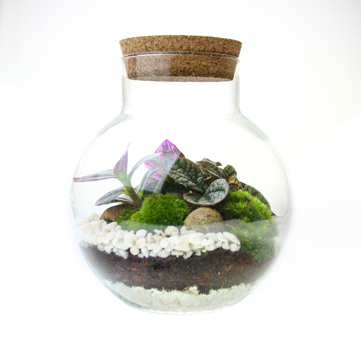 The Nook - Small Curvy Corked Terrarium with Living Plants
