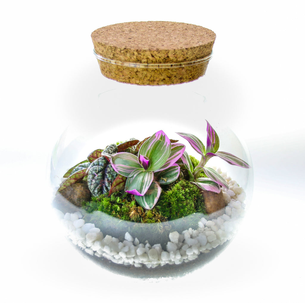 The Nook - Small Curvy Corked Terrarium with Living Plants