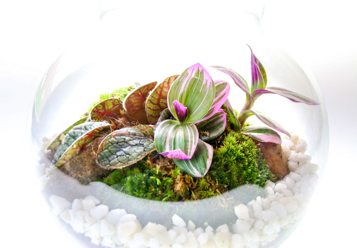 The Nook - Small Curvy Corked Terrarium with Living Plants