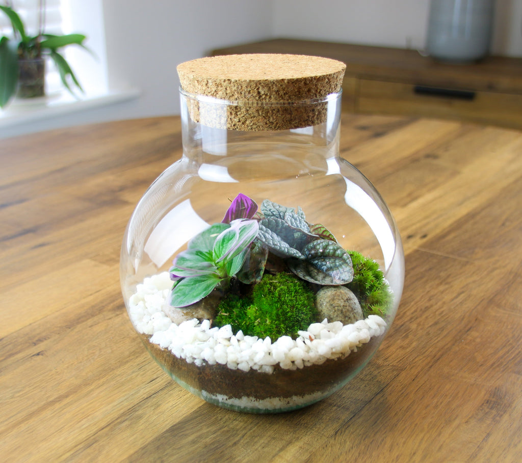 The Nook - Small Curvy Corked Terrarium with Living Plants