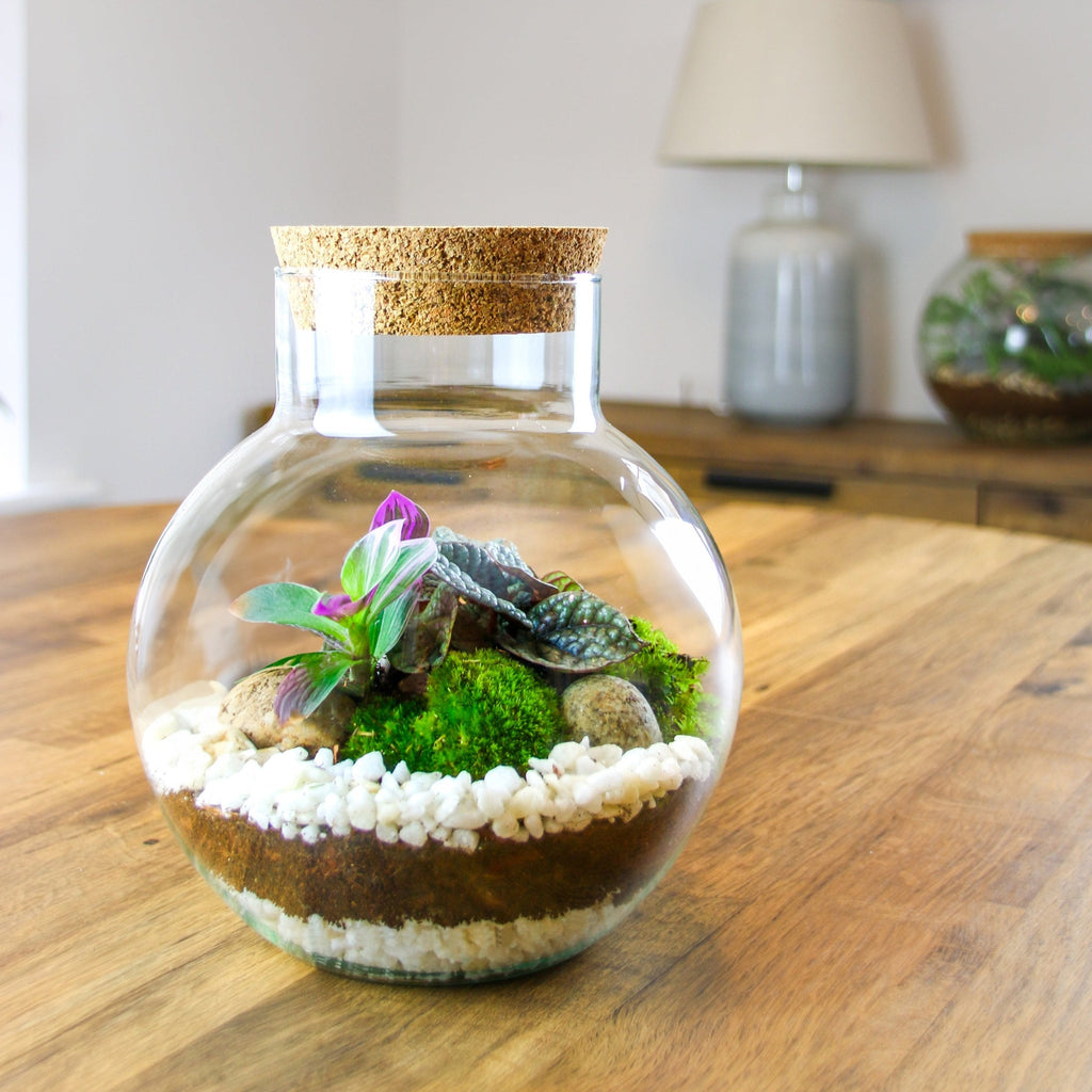 The Nook - Small Curvy Corked Terrarium with Living Plants