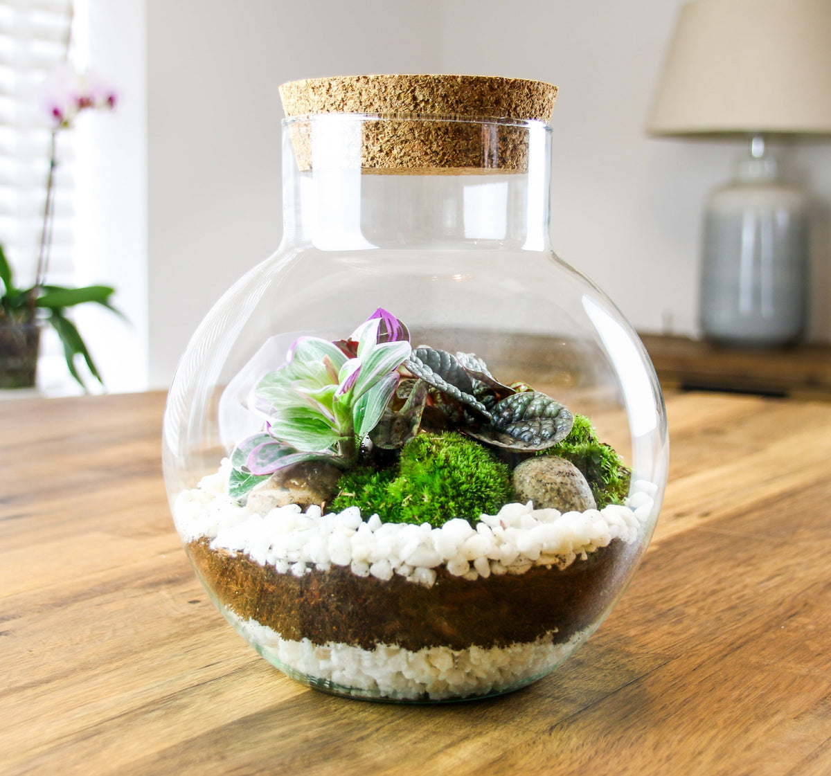 The Nook - Small Curvy Corked Terrarium with Living Plants