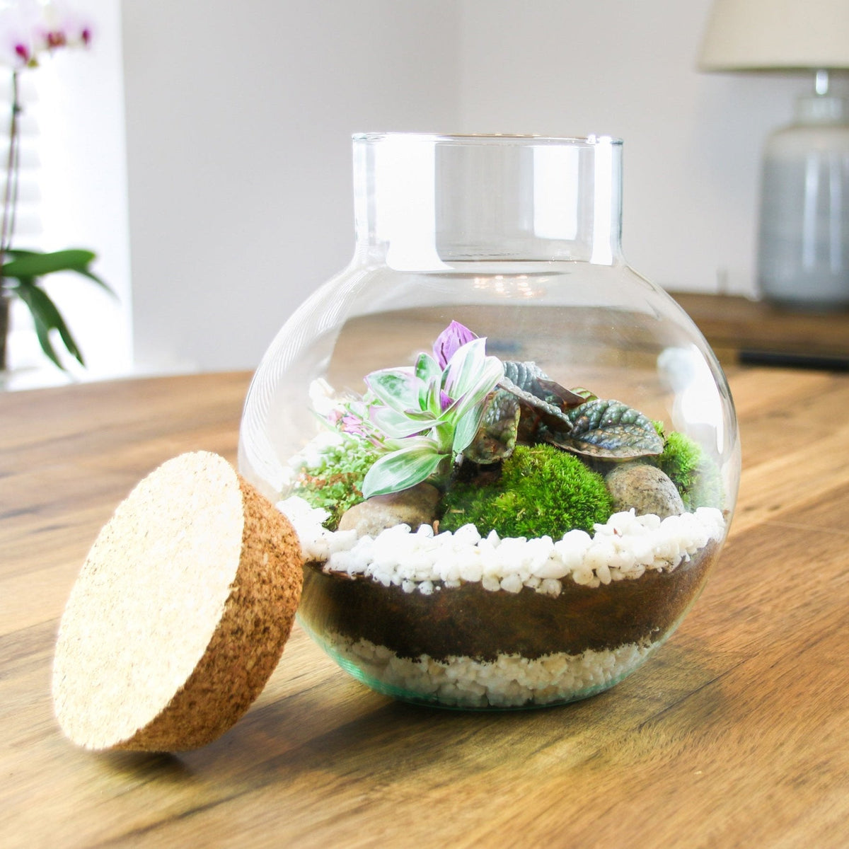 The Nook - Small Curvy Corked Terrarium with Living Plants