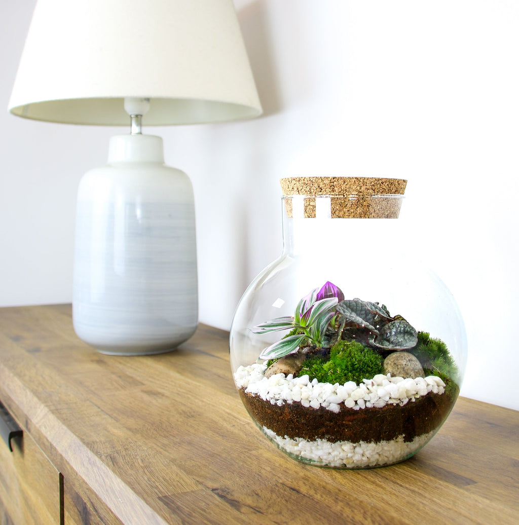 The Nook - Small Curvy Corked Terrarium with Living Plants