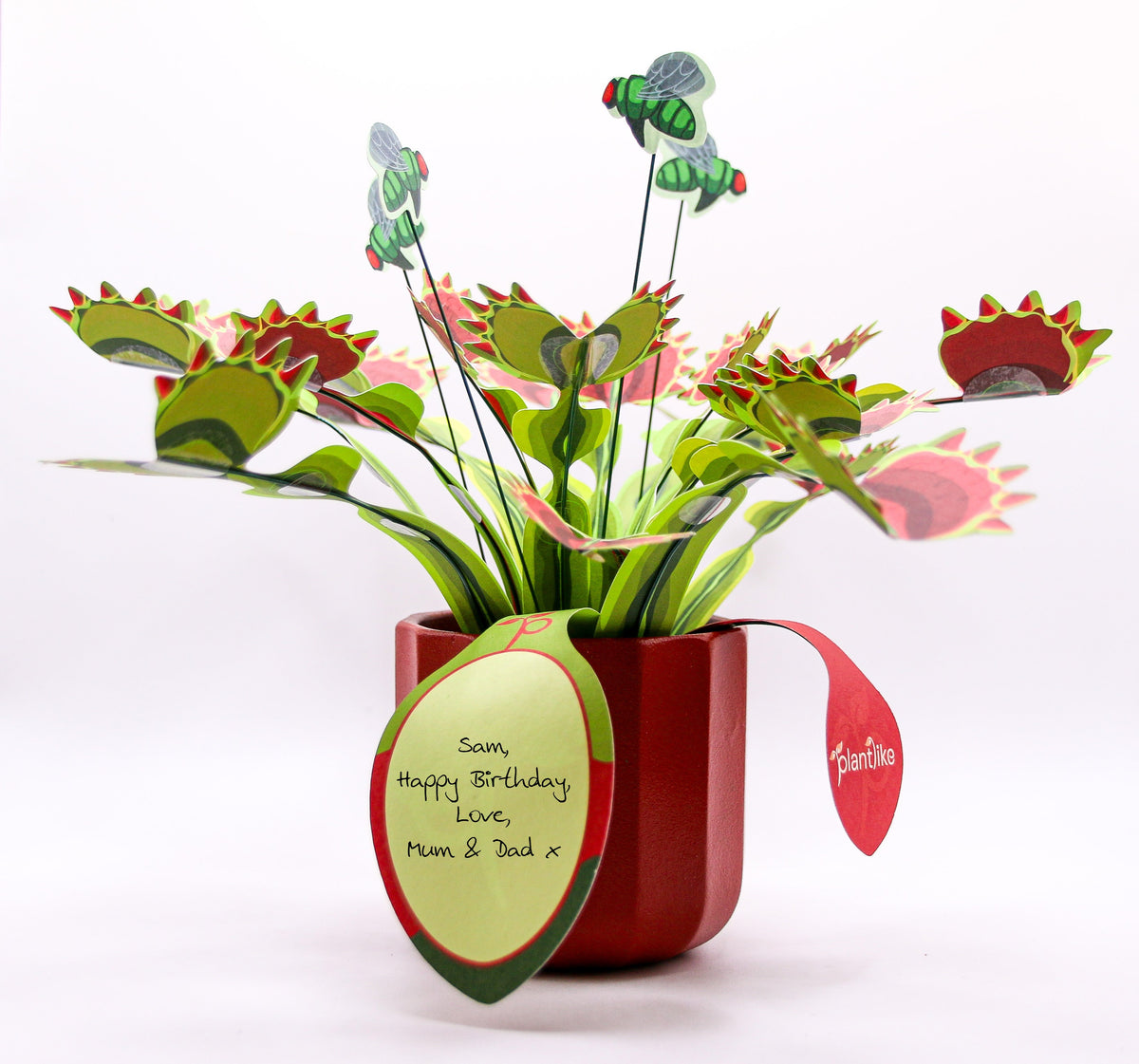 The Venus Fly Trap — Botanical Craft Kit by Plantlike