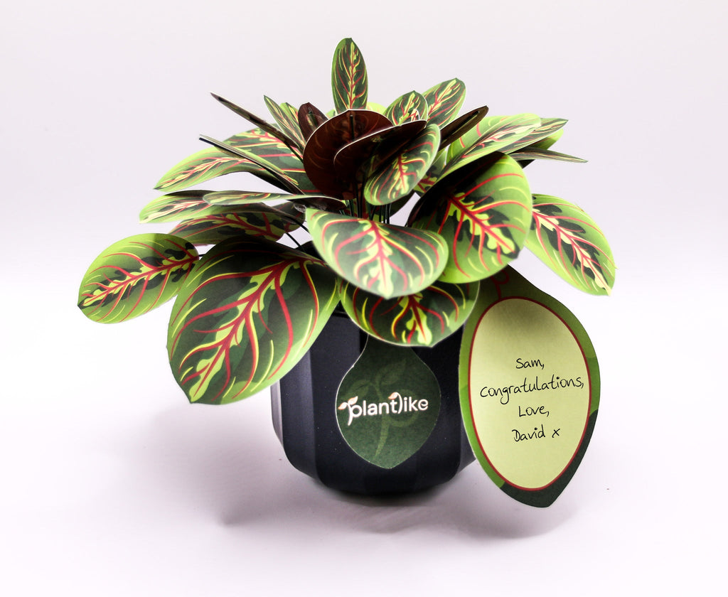 The Prayer Plant — Botanical Craft Kit by Plantlike