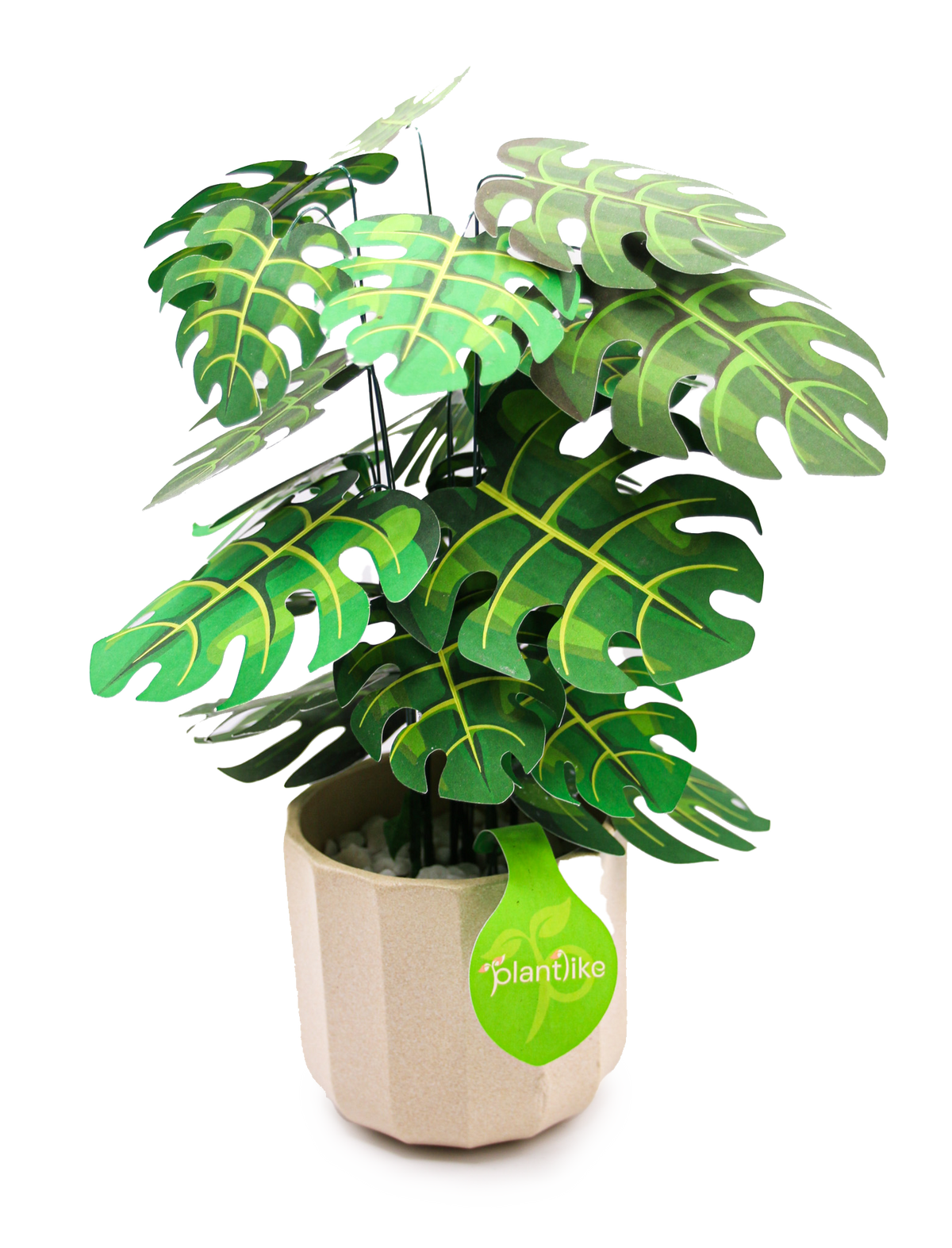 The Cheese Plant — Botanical Craft Kit by Plantlike
