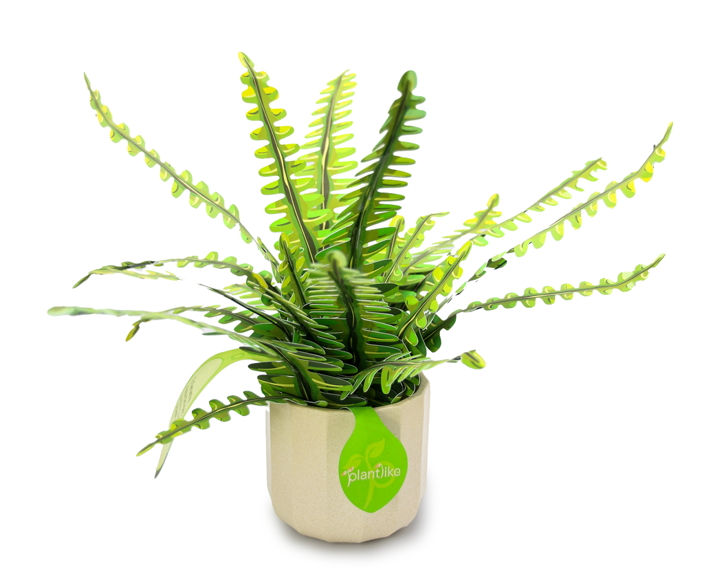 The Boston Fern — Botanical Craft Kit by Plantlike