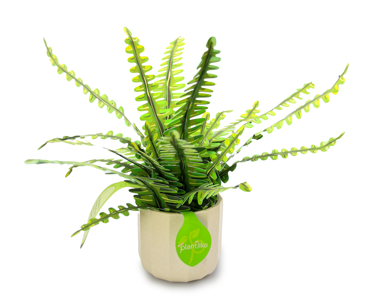 The Boston Fern — Botanical Craft Kit by Plantlike