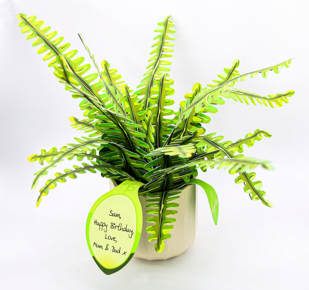 The Boston Fern — Botanical Craft Kit by Plantlike