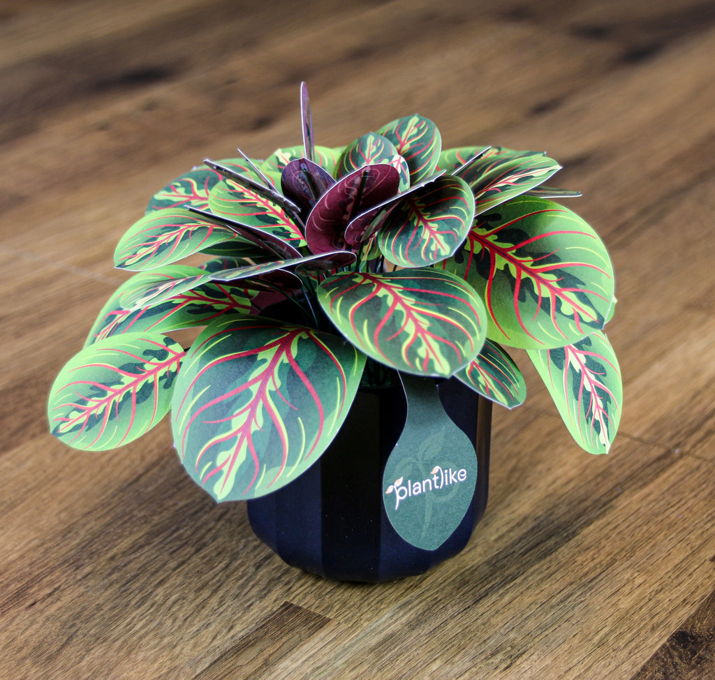 The Prayer Plant — Botanical Craft Kit by Plantlike