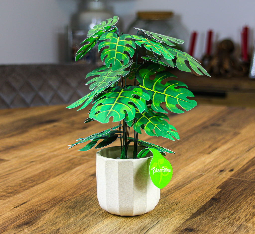 The Cheese Plant — Botanical Craft Kit by Plantlike