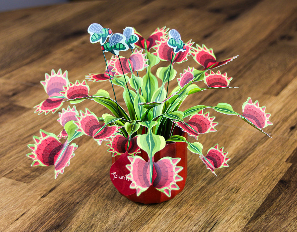 The Venus Fly Trap — Botanical Craft Kit by Plantlike