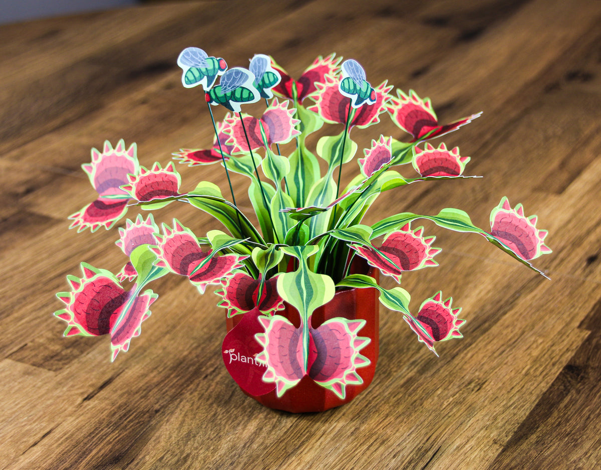 The Venus Fly Trap — Botanical Craft Kit by Plantlike