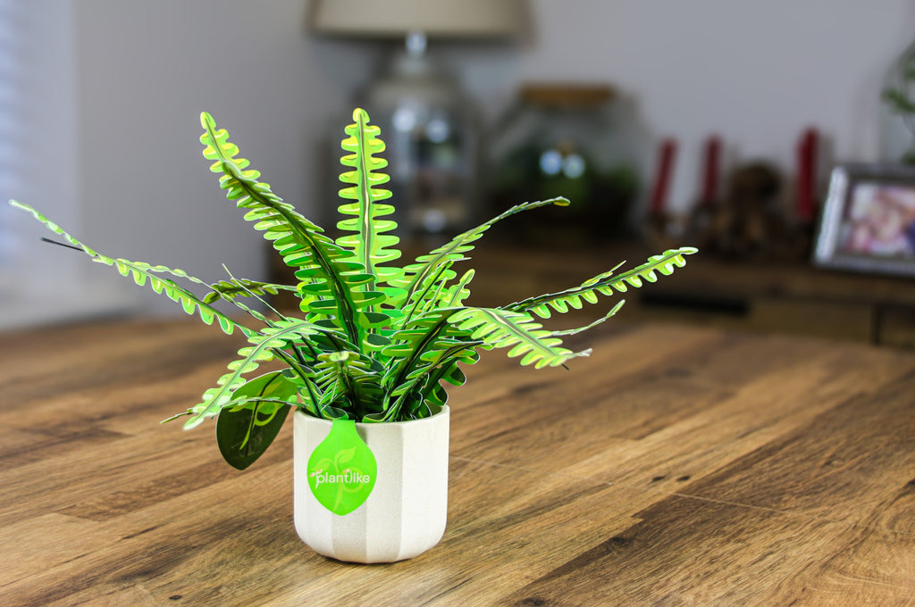 The Boston Fern — Botanical Craft Kit by Plantlike