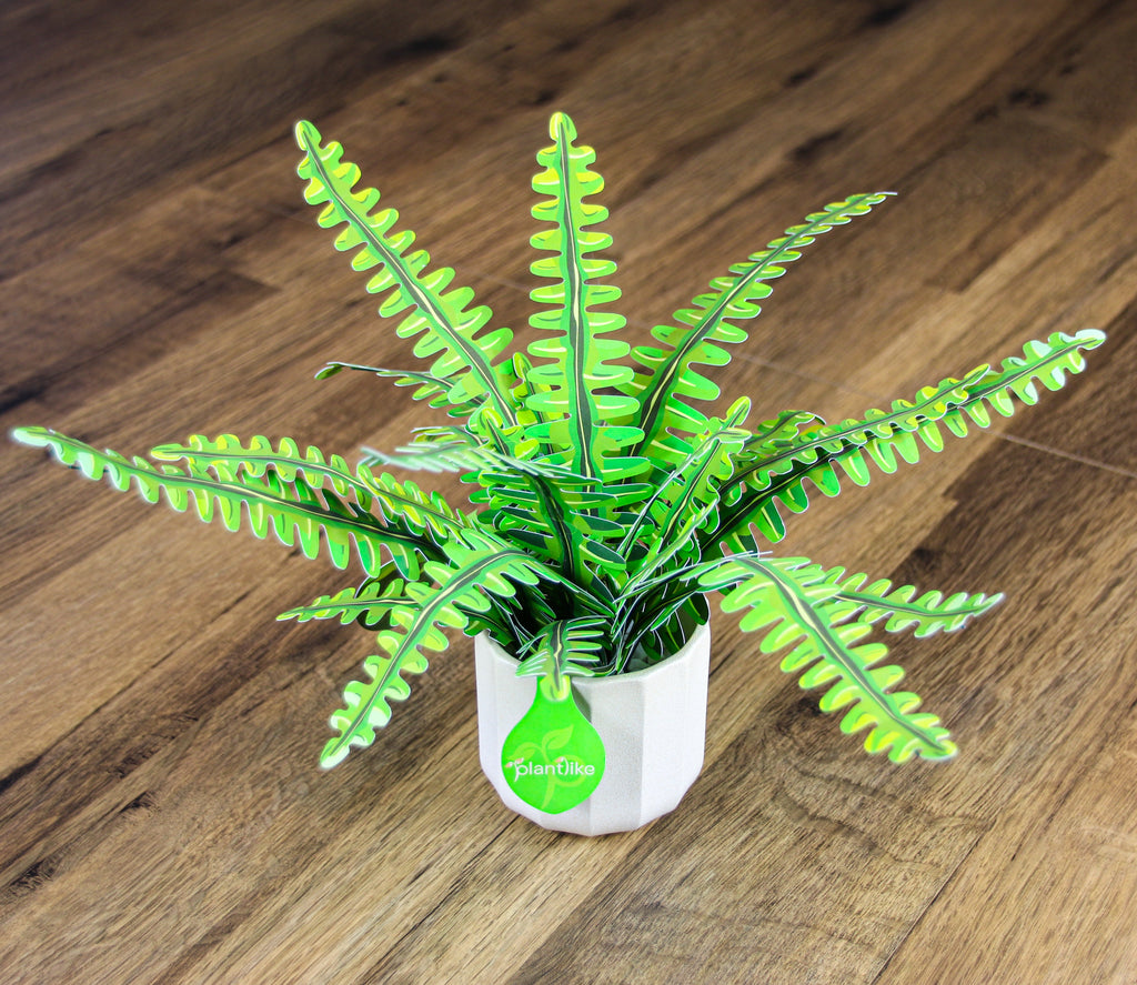 The Boston Fern — Botanical Craft Kit by Plantlike