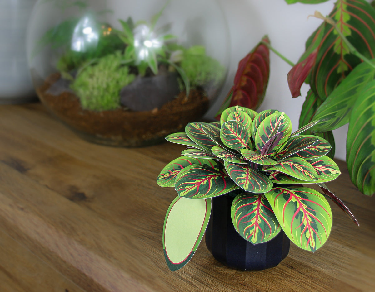 The Prayer Plant — Botanical Craft Kit by Plantlike