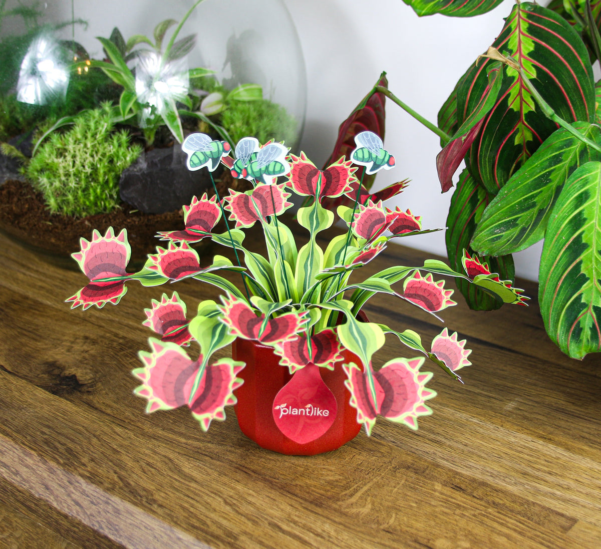 The Venus Fly Trap — Botanical Craft Kit by Plantlike