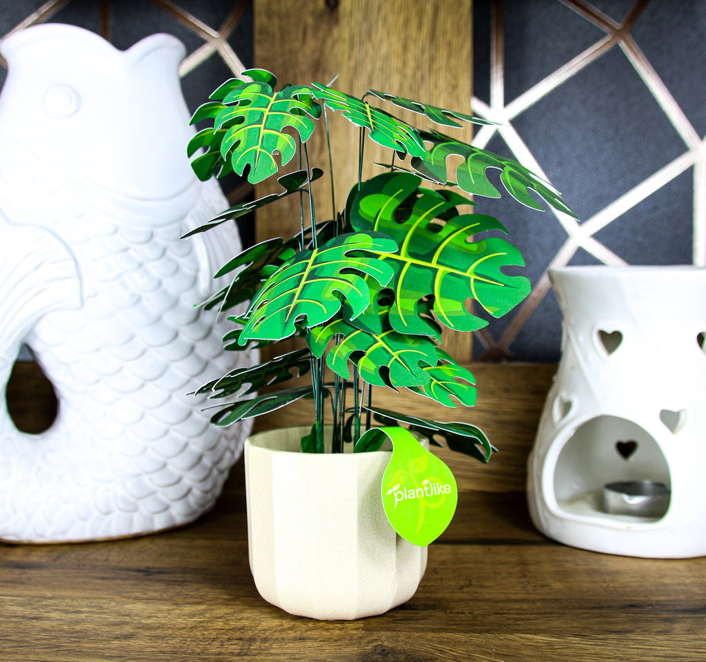 The Cheese Plant — Botanical Craft Kit by Plantlike
