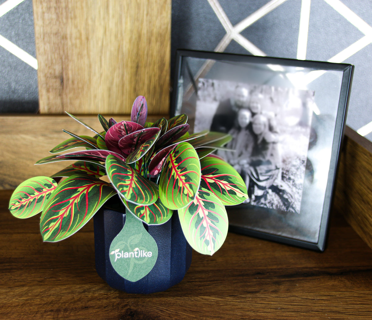 The Prayer Plant — Botanical Craft Kit by Plantlike