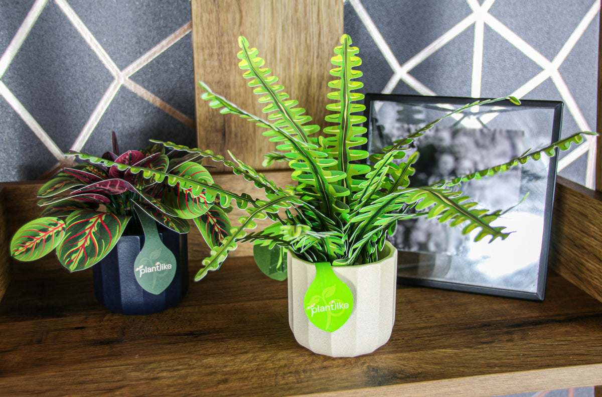 The Boston Fern — Botanical Craft Kit by Plantlike