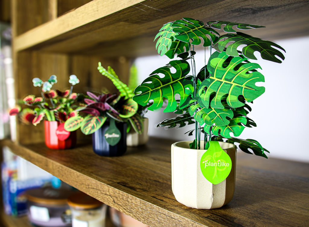 The Cheese Plant — Botanical Craft Kit by Plantlike