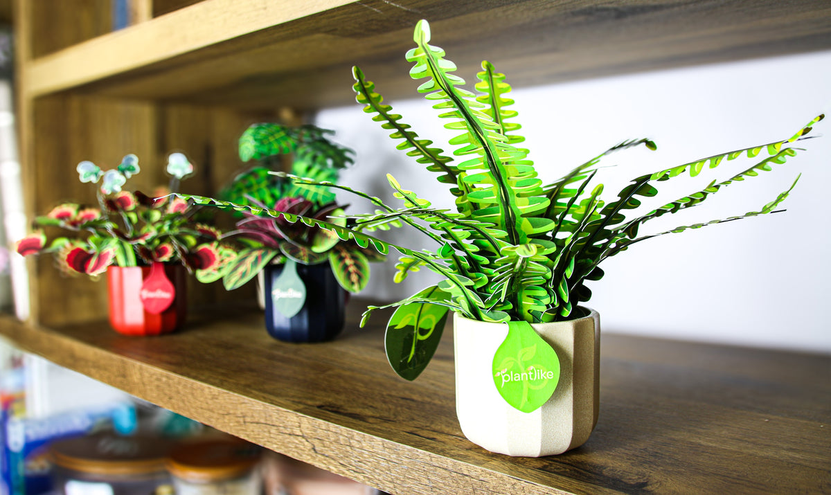 The Boston Fern — Botanical Craft Kit by Plantlike