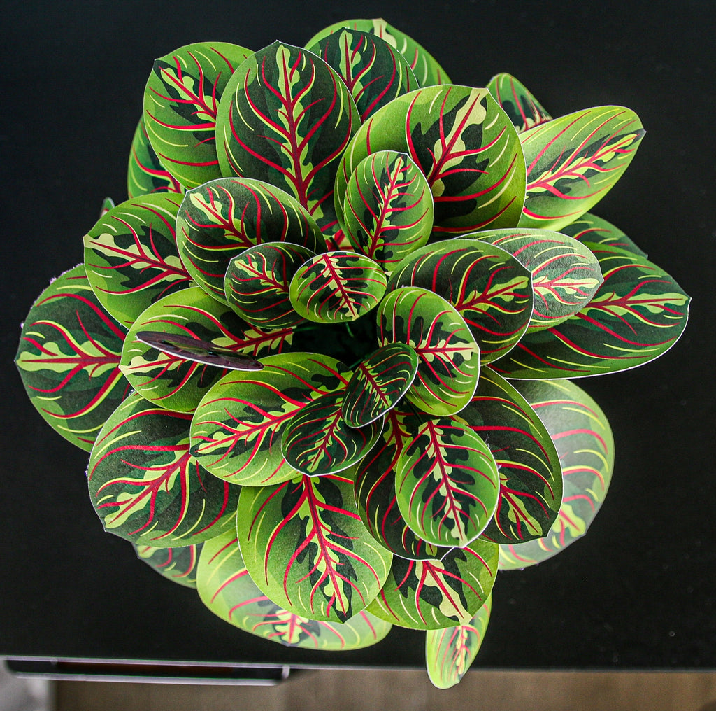 The Prayer Plant — Botanical Craft Kit by Plantlike