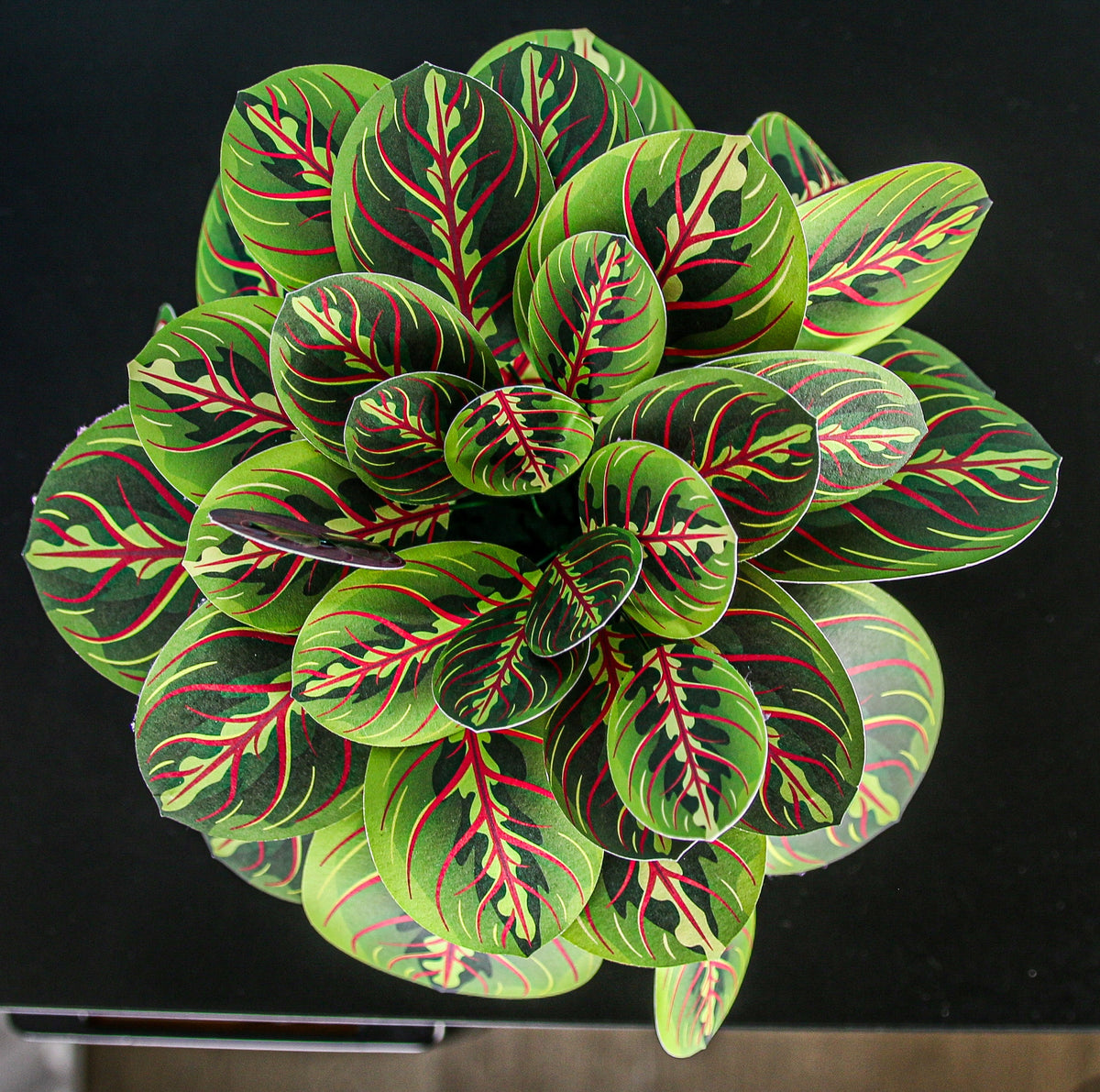 The Prayer Plant — Botanical Craft Kit by Plantlike