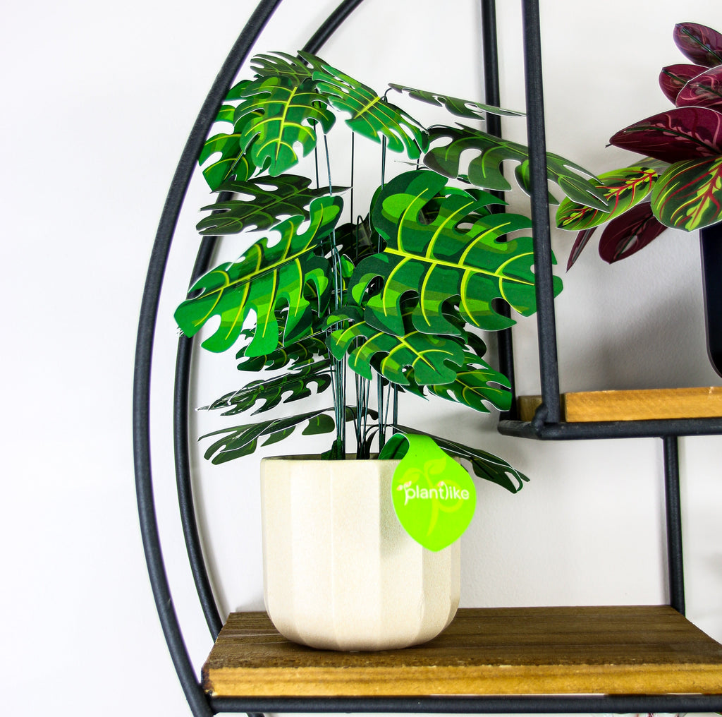 The Cheese Plant — Botanical Craft Kit by Plantlike
