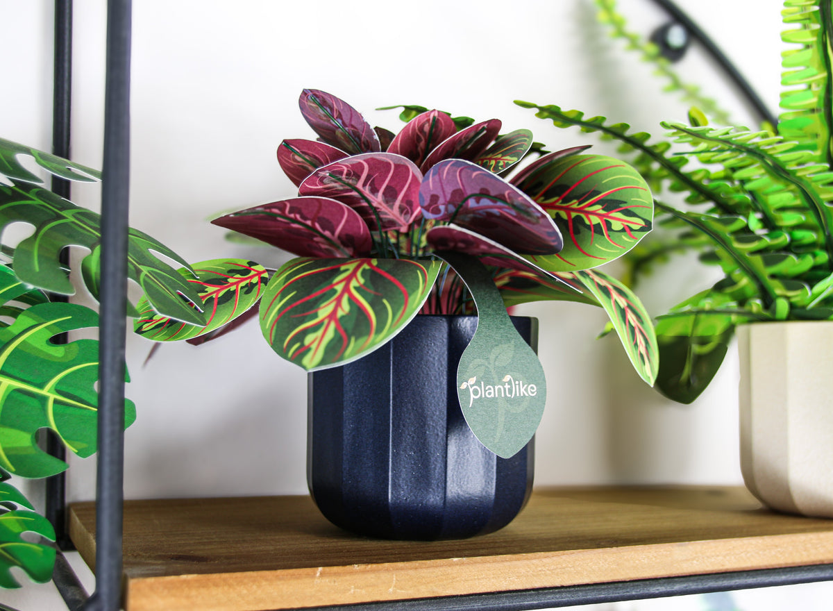 The Prayer Plant — Botanical Craft Kit by Plantlike
