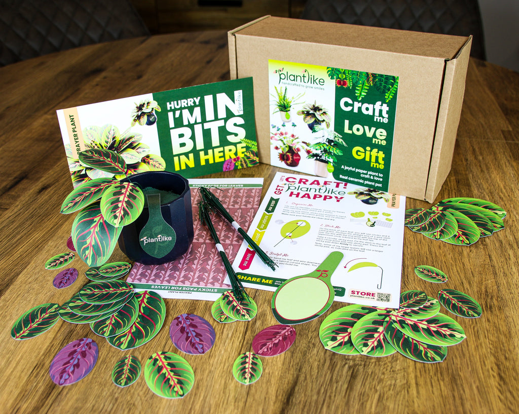 The Prayer Plant — Botanical Craft Kit by Plantlike
