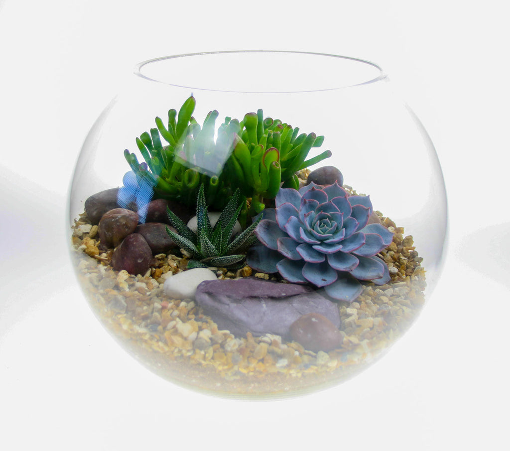 The Oasis - Glass Globe Terrarium with Living Plants - Large