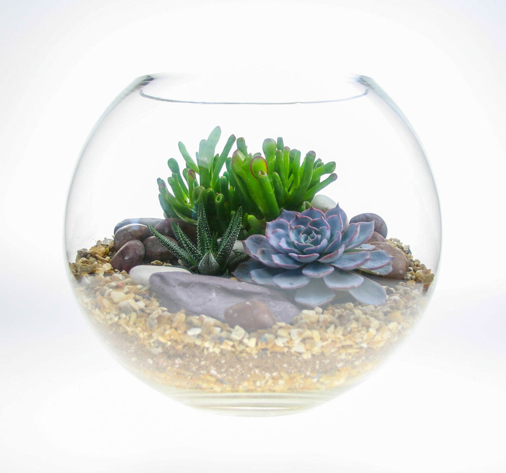 The Oasis - Glass Globe Terrarium with Living Plants - Large