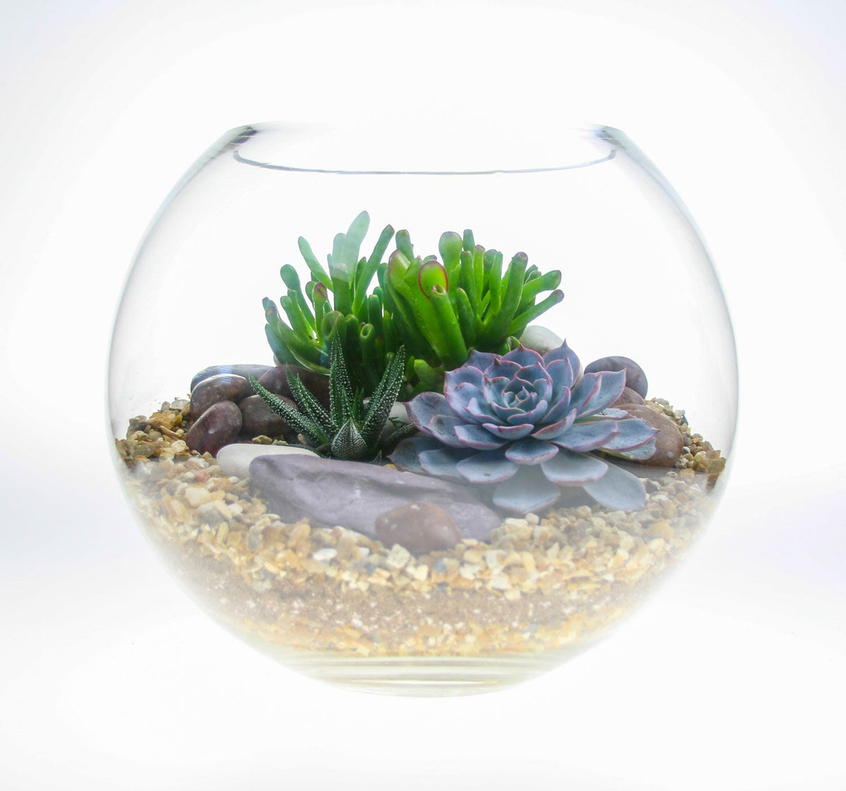 The Oasis - Glass Globe Terrarium with Living Plants - Large