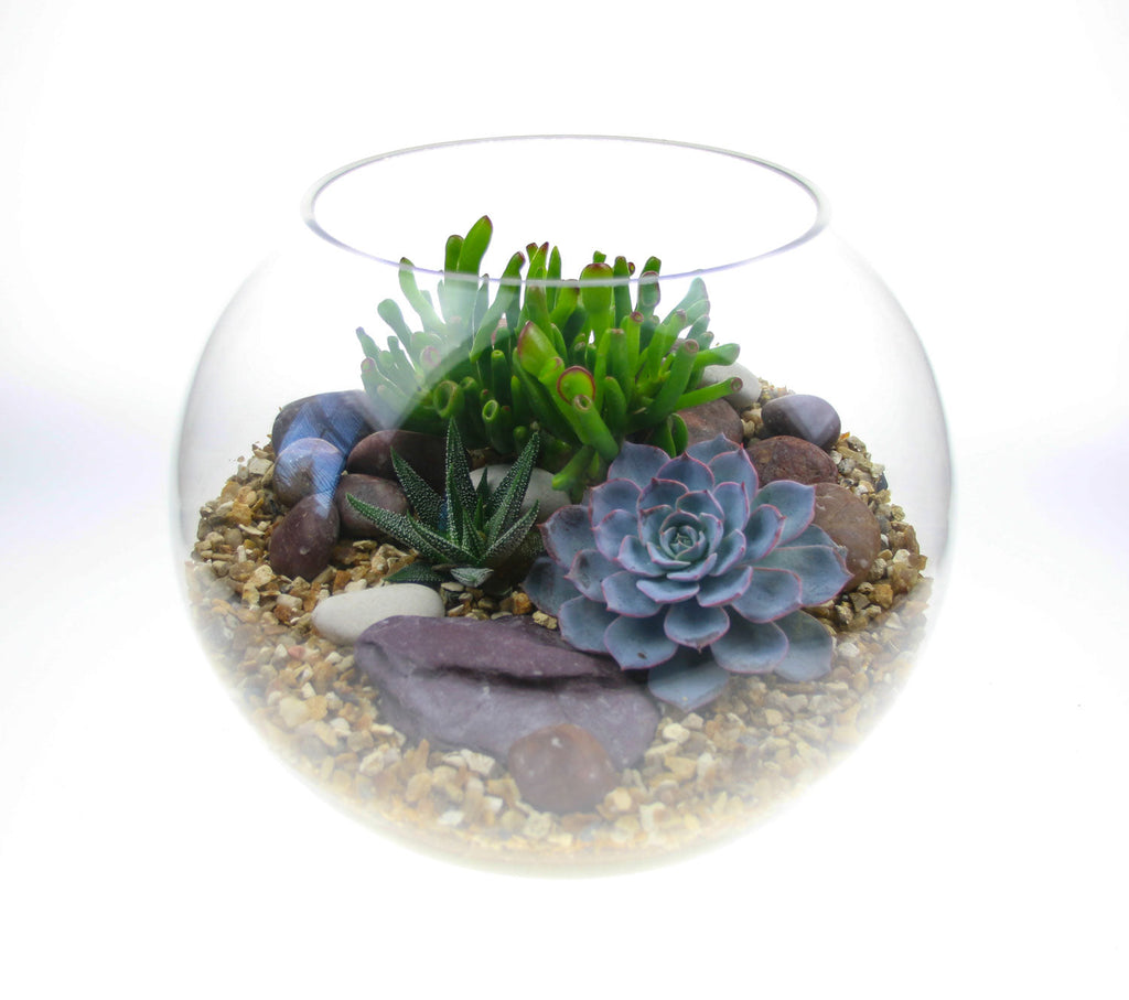 The Oasis - Glass Globe Terrarium with Living Plants - Large